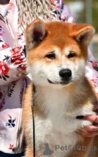 Additional photos: Akita Inu Boy (Hachiko)