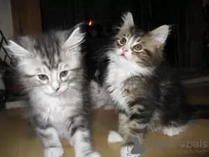 Photo №1. maine coon - for sale in the city of Монс | Is free | Announcement № 105582