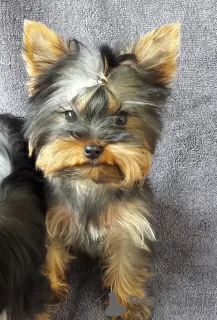 Photo №2 to announcement № 8922 for the sale of yorkshire terrier - buy in Ukraine 