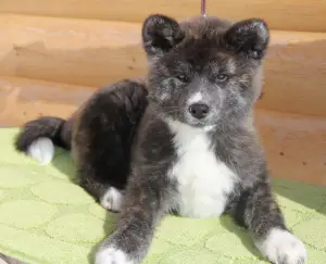 Photo №3. Akita Inu. Russian Federation