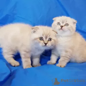 Photo №1. scottish fold - for sale in the city of Minsk | negotiated | Announcement № 35312