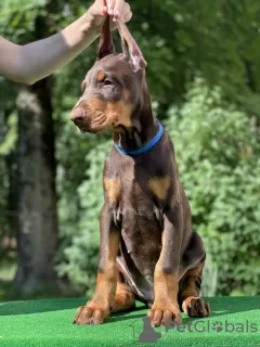 Photo №4. I will sell dobermann in the city of Minsk. from nursery, breeder - price - 849$