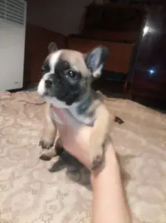 Photo №3. I will sell the French bulldogs. Ukraine