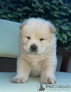 Additional photos: Chow Chow puppies for sale