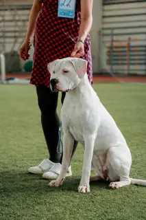 Photo №3. Beautiful girl Dogo Argentino. Russian Federation