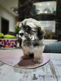 Additional photos: Havanese puppies