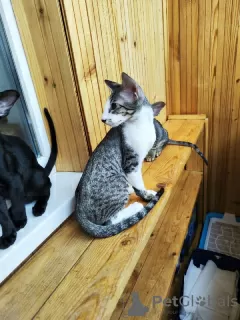 Additional photos: Peterbald kittens