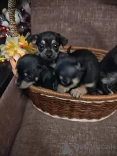 Additional photos: Selling Toy Terrier Puppies