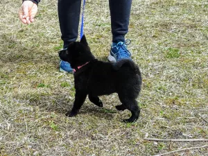 Additional photos: Schipperke (Schipperke)