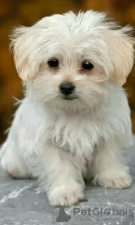 Photo №2 to announcement № 46287 for the sale of maltese dog - buy in United States private announcement