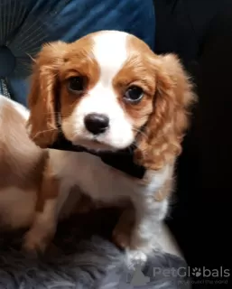 Photo №3. Cavalier King Charles puppies. United Kingdom