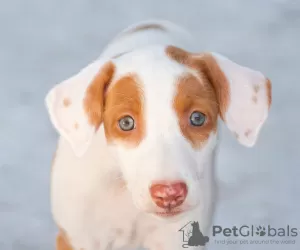 Additional photos: Podenco Ibicenco puppies.