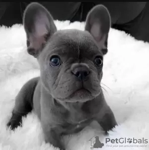 Photo №2 to announcement № 113695 for the sale of french bulldog - buy in Poland 