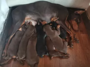 Additional photos: Doberman puppies, rkf