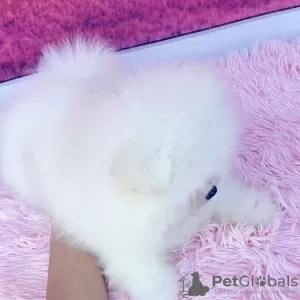 Photo №2 to announcement № 103689 for the sale of pomeranian - buy in United Kingdom 