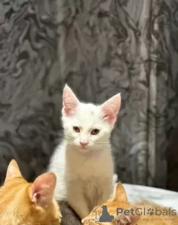 Additional photos: Cornish Rex champion lines kittens pedigree