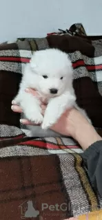 Additional photos: Samoyed puppies for sale