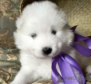 Photo №3. Samoyed puppies. Germany