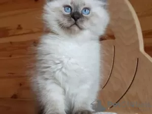 Photo №1. ragdoll - for sale in the city of Торонто | 1200$ | Announcement № 99262