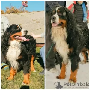 Additional photos: Bernese Mountain Dog