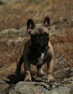 Photo №4. I will sell french bulldog in the city of Zaporizhia. private announcement, from nursery, breeder - price - 2113$