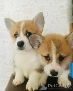 Photo №1. welsh corgi - for sale in the city of Helsingby | 370$ | Announcement № 65571