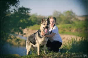 Additional photos: East European Shepherd Dog Puppy