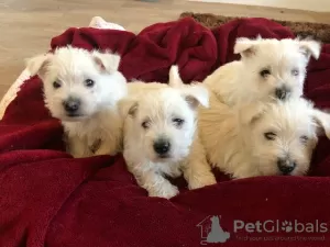 Photo №1. non-pedigree dogs - for sale in the city of Novosibirsk | negotiated | Announcement № 9993