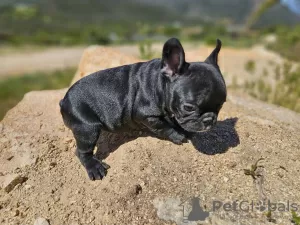 Photo №2 to announcement № 105746 for the sale of french bulldog - buy in United States 