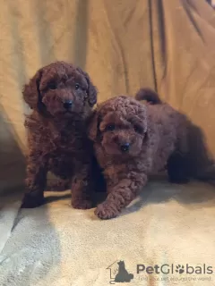 Additional photos: Absolutely Adorable Red Toy Poodles