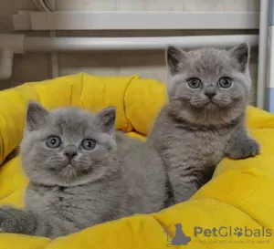 Photo №2 to announcement № 122120 for the sale of british shorthair - buy in United States private announcement