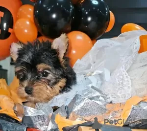 Photo №3. Adorable Teacup Yorkie puppies poodles and rehoming. United States