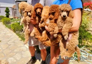 Photo №4. I will sell poodle (royal) in the city of Werbass.  - price - negotiated