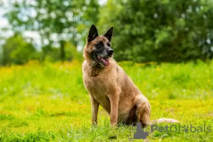 Additional photos: A chic guy of the Malinois phenotype is looking for a man.