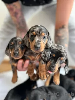 Photo №2 to announcement № 99706 for the sale of dachshund - buy in Belgium private announcement