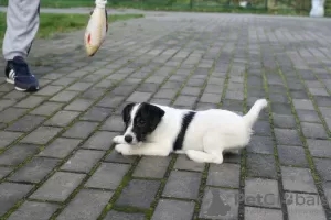 Photo №4. I will sell jack russell terrier in the city of St. Petersburg. from nursery - price - negotiated