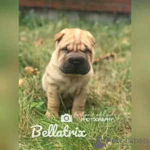 Additional photos: 3 szczenięta Shar Pei na sprzedaż