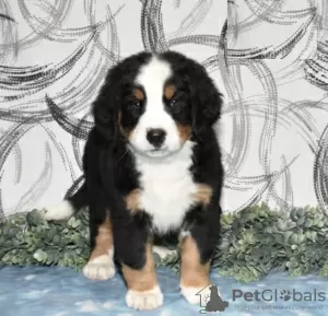 Photo №3. Bernese Mountain Puppies. Cyprus