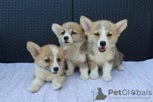 Additional photos: Welsh Corgi Pembroke puppies