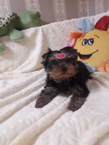 Photo №3. Yorkshire Terrier Puppies. Ukraine