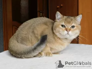 Photo №3. scottish boy golden chinchilla. Ukraine