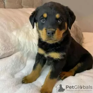 Photo №1. rottweiler - for sale in the city of Комарно | Is free | Announcement № 29261