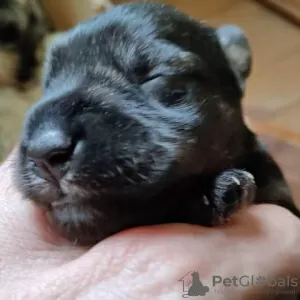 Additional photos: Miniature Schnauzer puppies