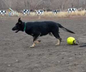 Photo №3. German Shepherd Working Breeding. Russian Federation