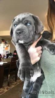 Photo №3. Purebred Cane Corso Puppies. United States