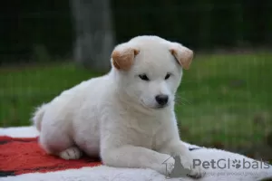 Photo №3. Shiba Inu puppies. Serbia