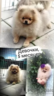 Photo №3. Pomeranian Spitz, puppies. Mini bears. Belarus