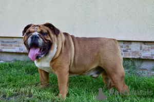 Photo №1. english bulldog - for sale in the city of Frampol | 1040$ | Announcement № 28773