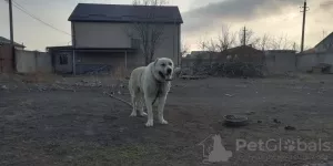 Photo №1. caucasian shepherd dog - for sale in the city of Ессентуки | 846$ | Announcement № 7250