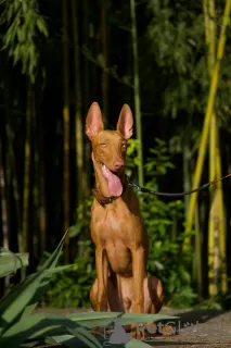 Photo №4. I will sell pharaoh hound in the city of Prague. private announcement - price - 845$